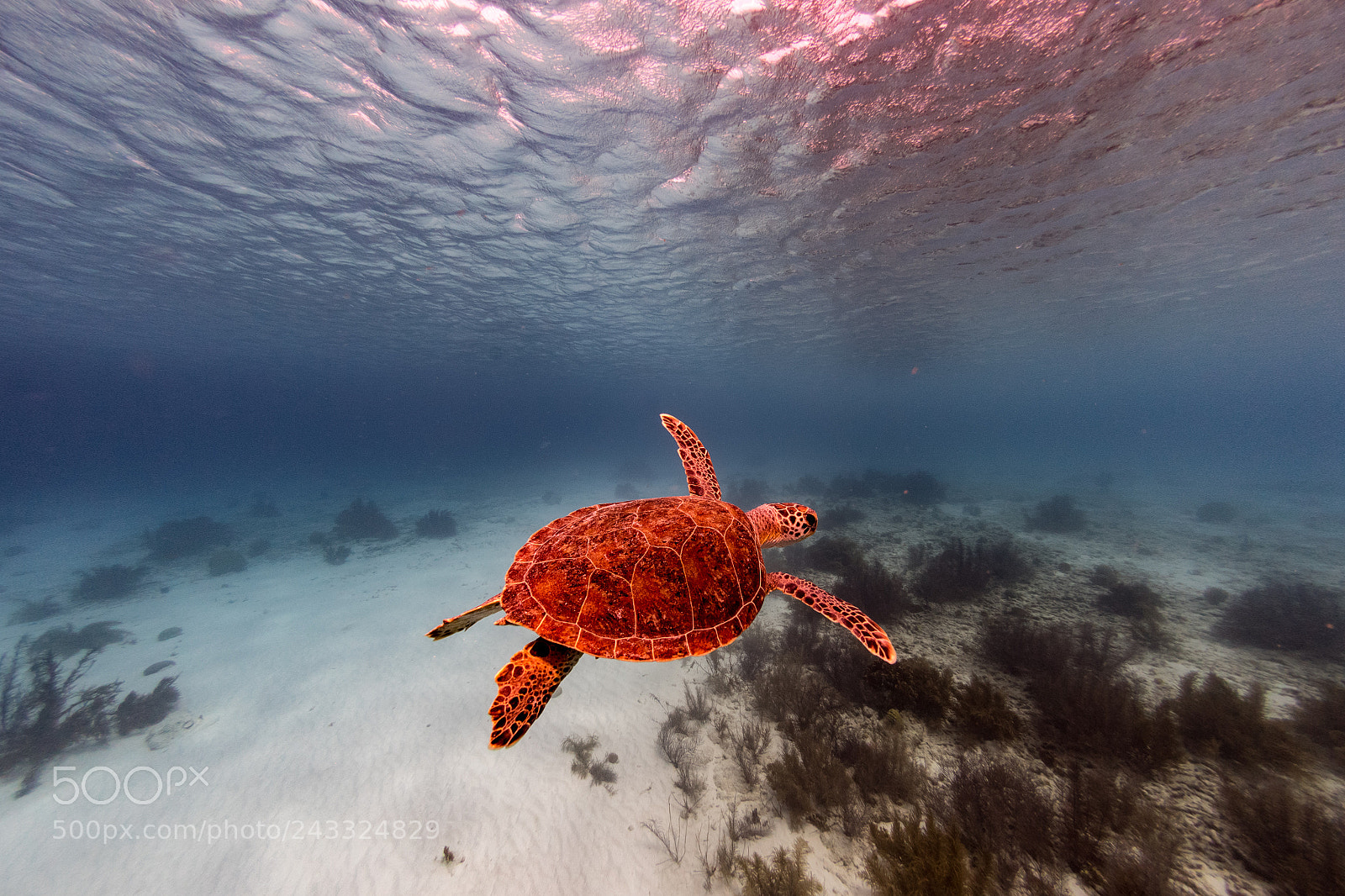 Nikon D810 sample photo. Green turtle at sunset photography