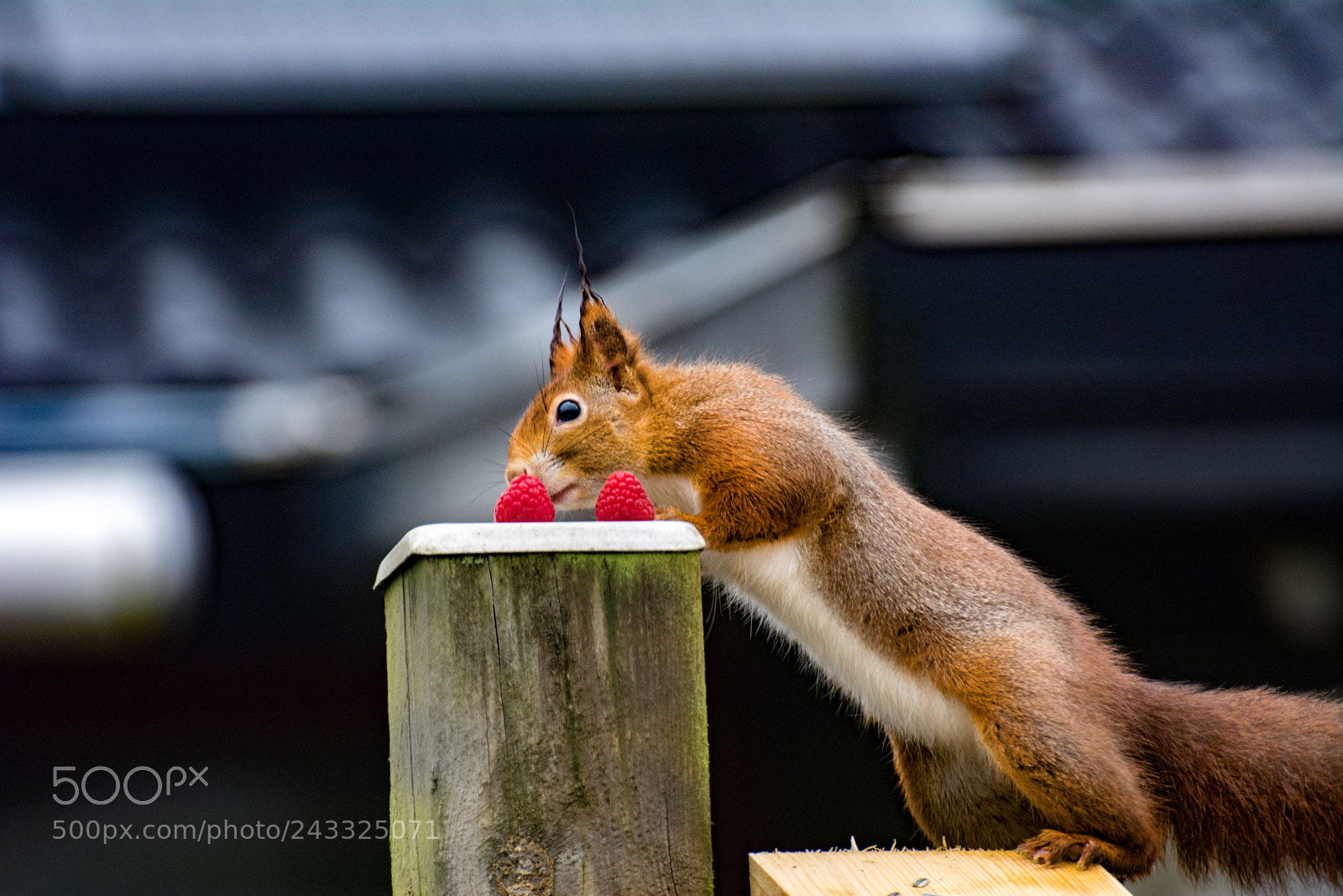 Nikon D7100 sample photo. Squirrel eating peanuts photography