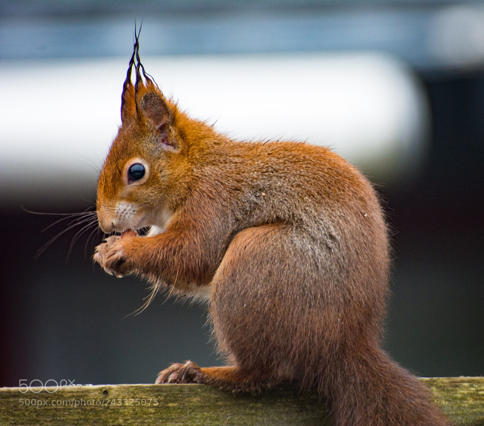 Nikon D7100 sample photo. Squirrel eating peanuts photography