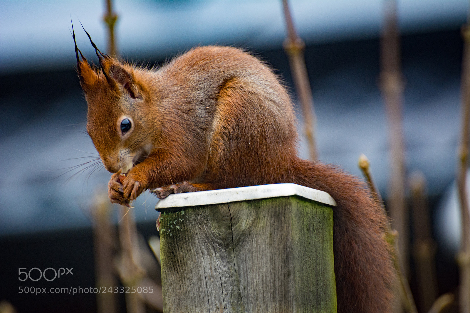 Nikon D7100 sample photo. Squirrel eating peanuts photography