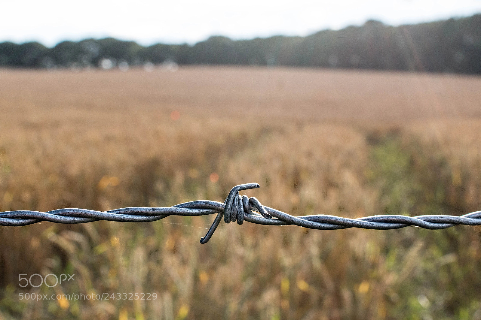 Canon EOS 70D sample photo. Barbed corn photography