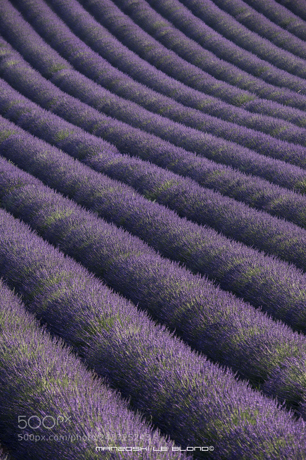 Nikon D610 sample photo. Lavande field photography