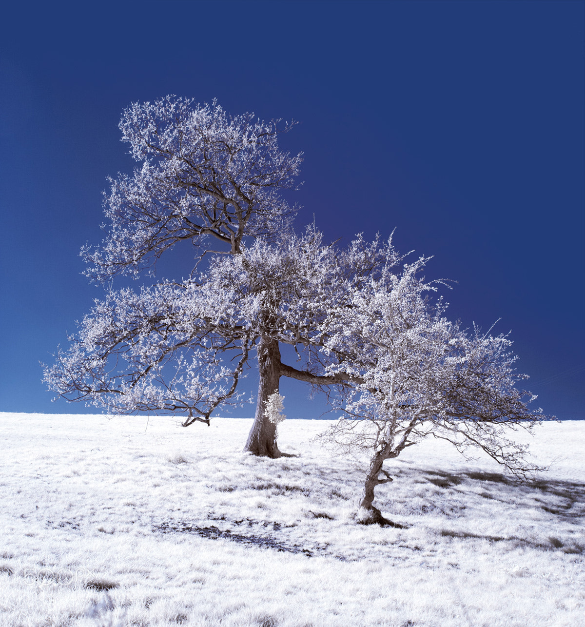 Canon EOS 5D sample photo. Trees in infrared photography