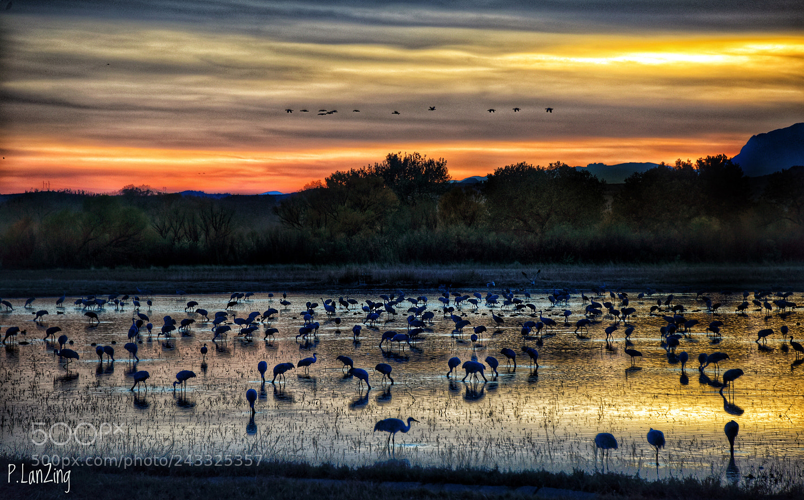 Nikon D810 sample photo. Birdland at dusk, new photography