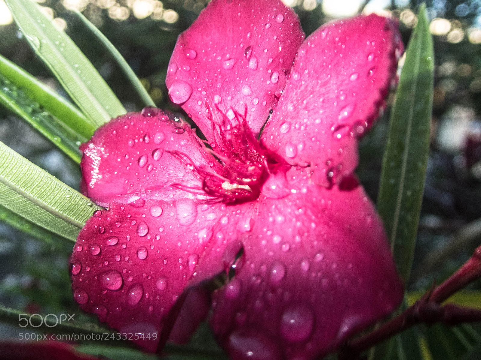 Olympus TG-4 sample photo. Morning rain photography