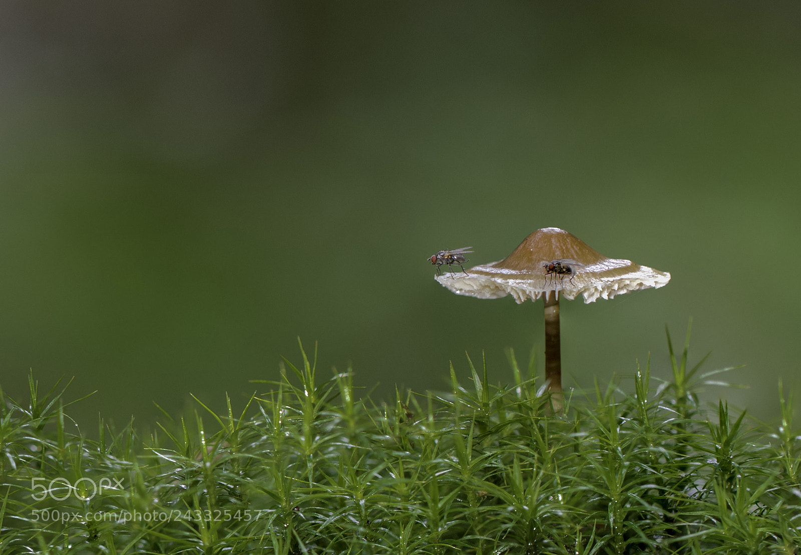 Canon EOS 7D Mark II sample photo. Flies photography