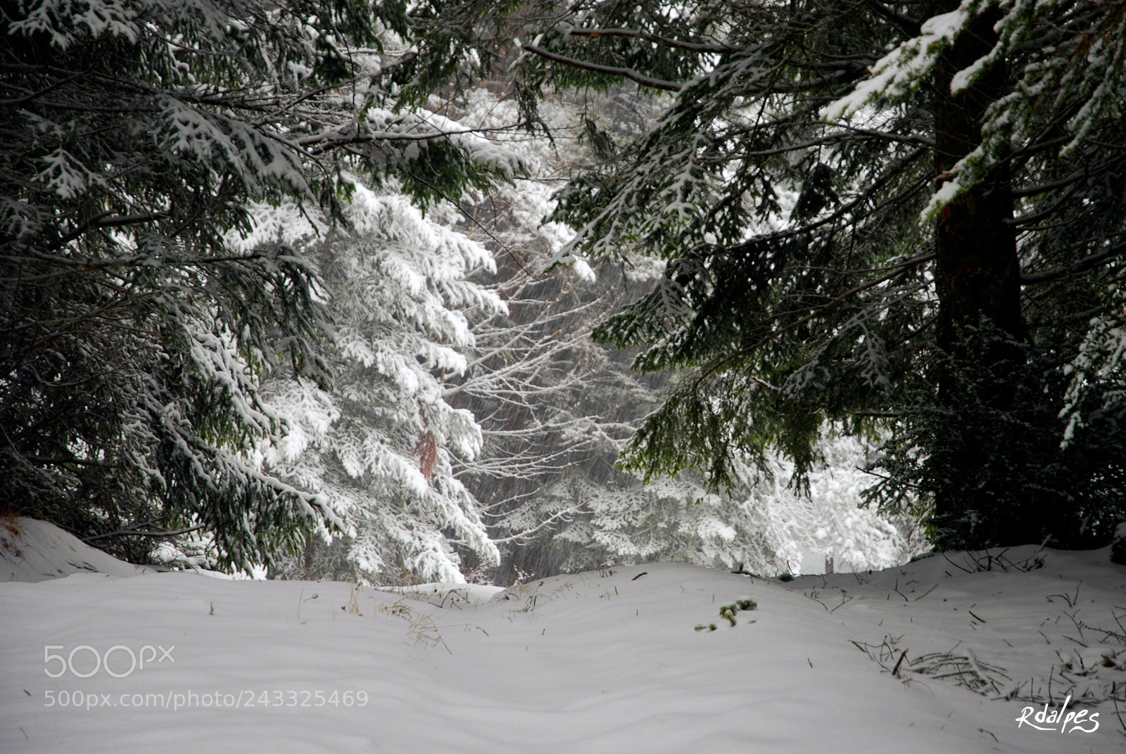 Nikon D60 sample photo. Vierge photography