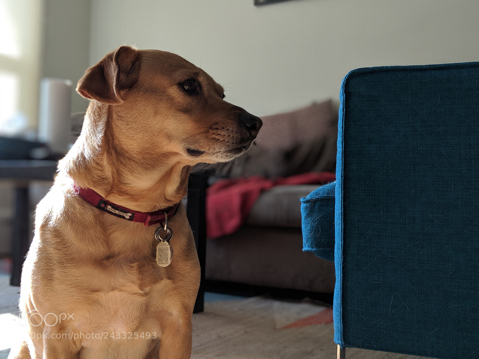 Google Pixel 2 XL sample photo. Annie dogg in the photography