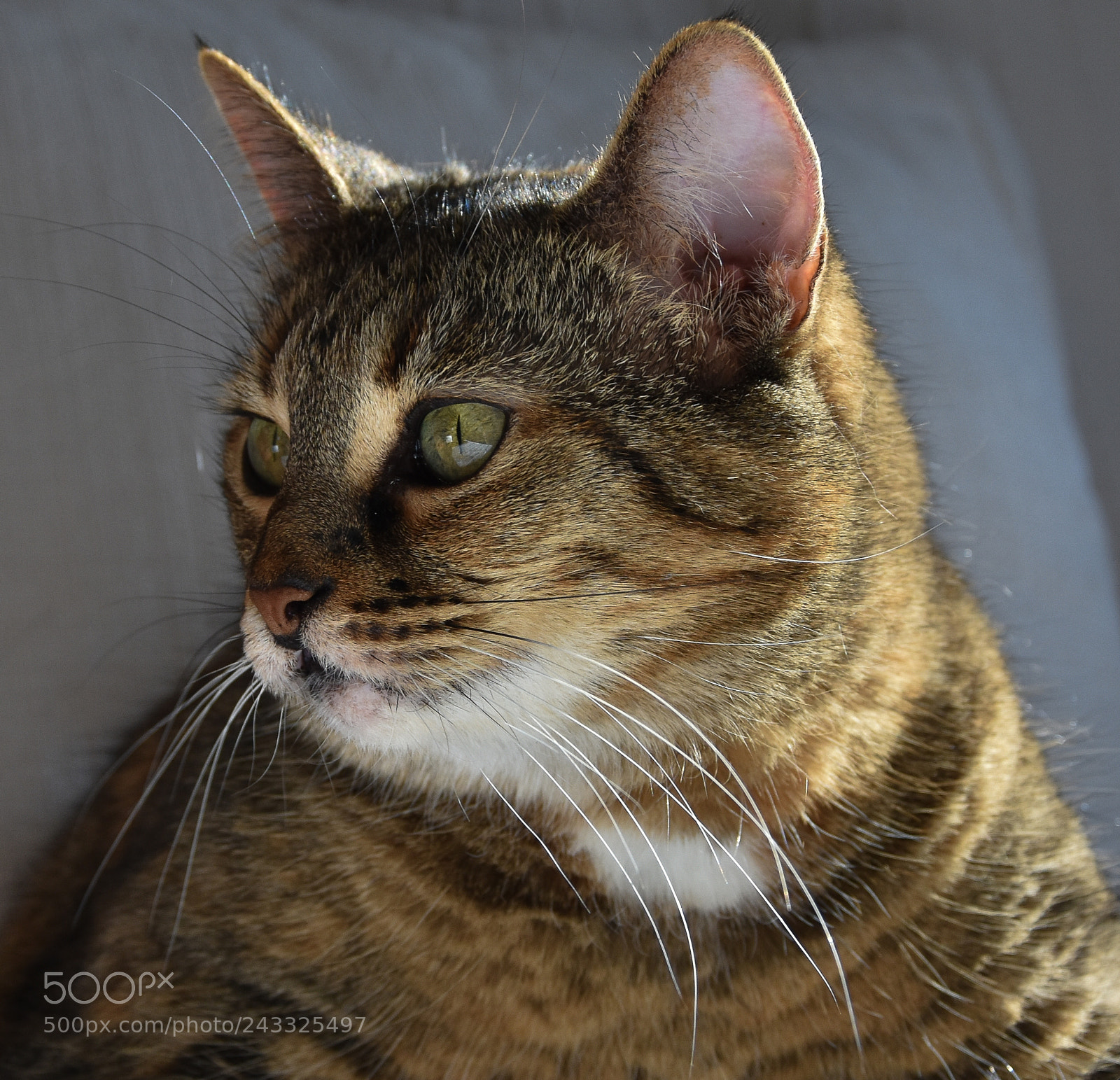 Nikon D3400 sample photo. Cat's eyes photography