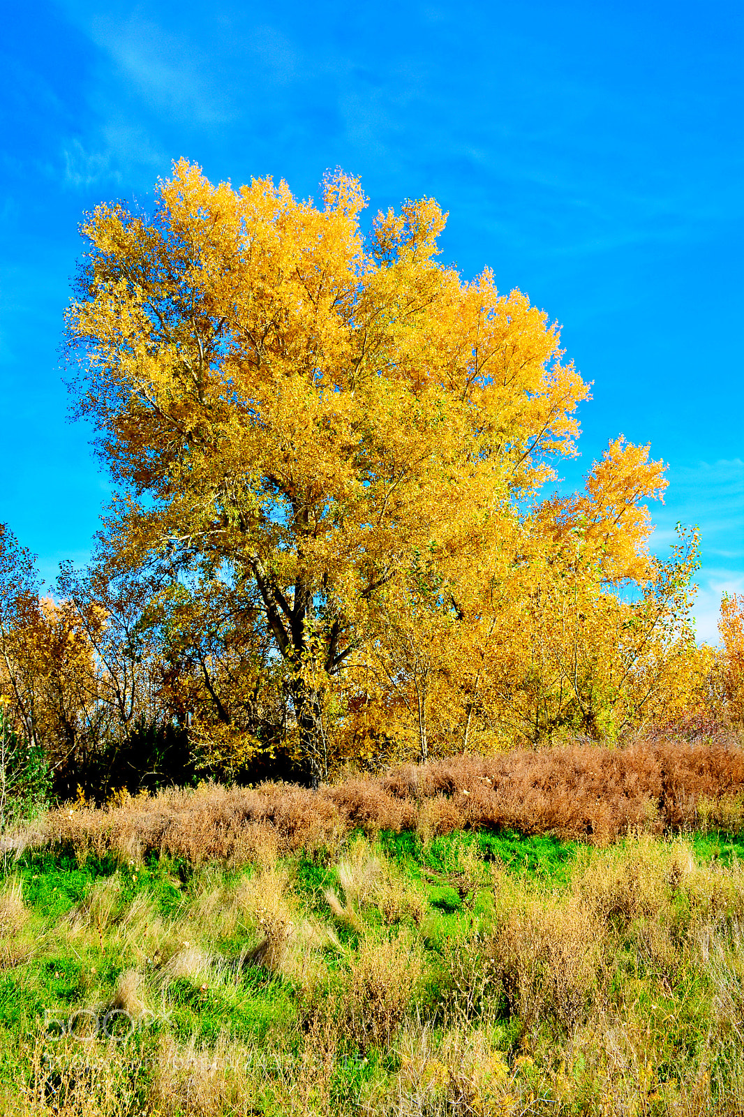 Nikon D7100 sample photo. Autumn's primary colors photography
