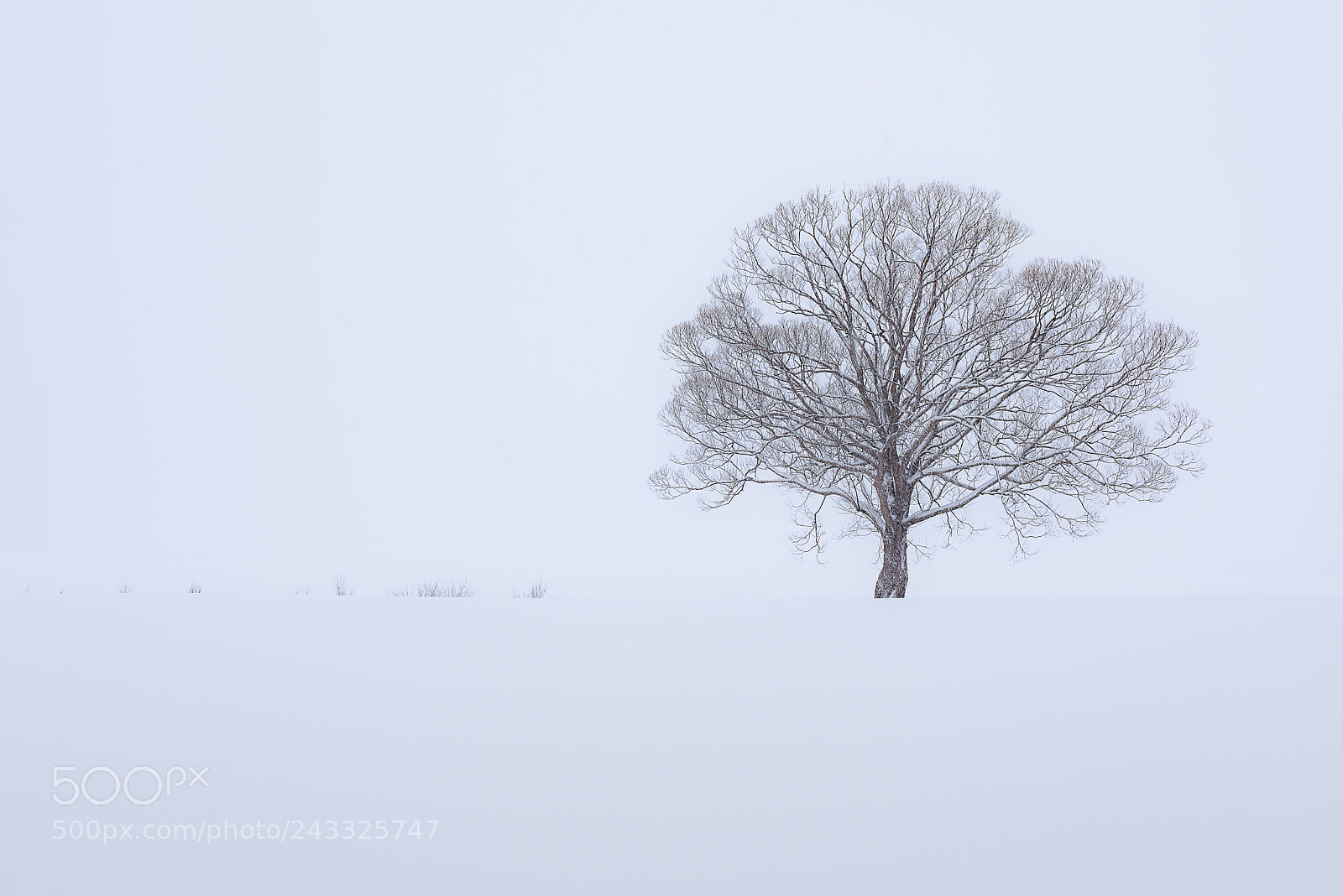 Nikon D810 sample photo. Lonely lake tree photography