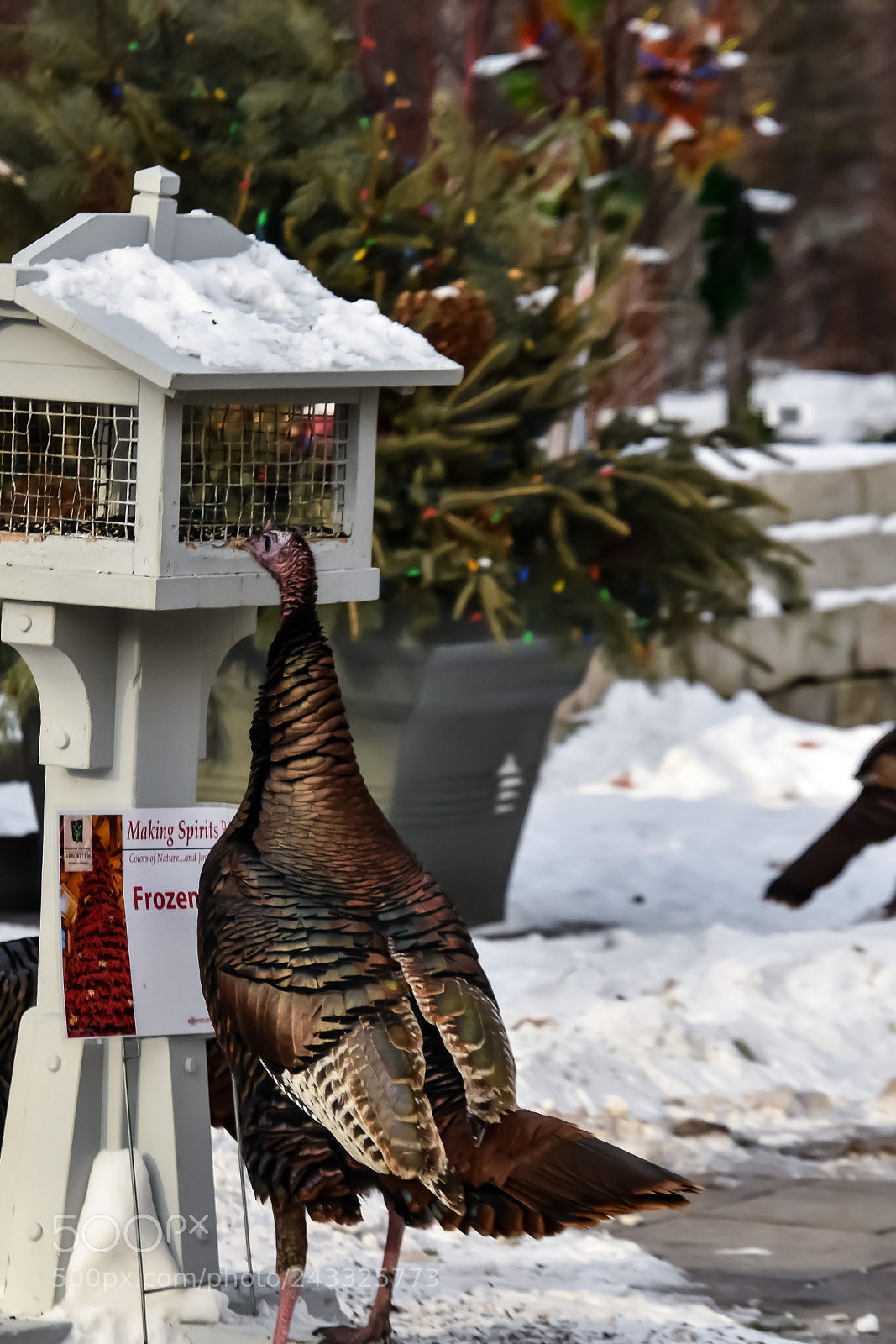 Nikon D3400 sample photo. Turkey feeding photography