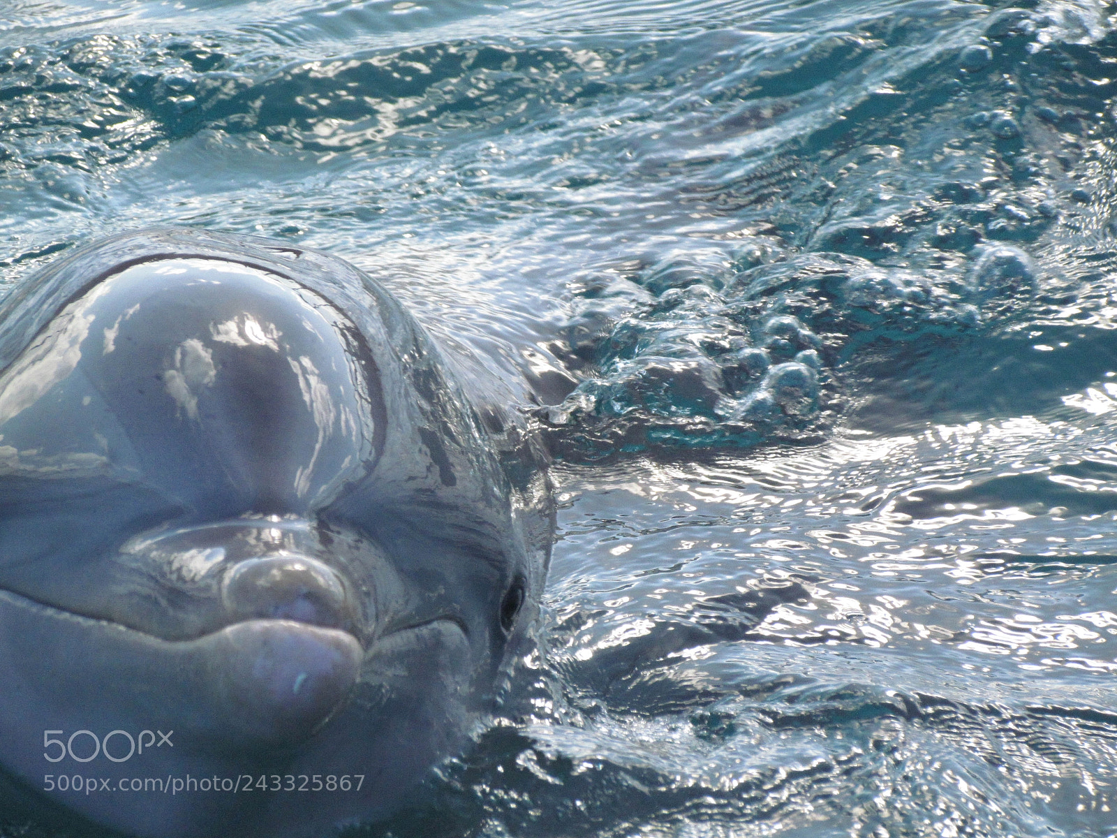 Canon PowerShot SX30 IS sample photo. Cuba : dolphin photography