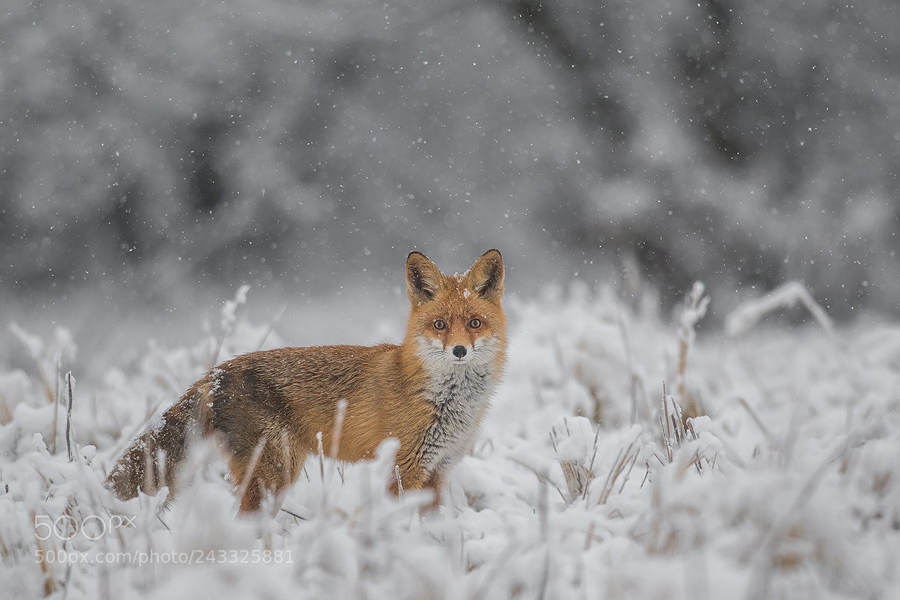 Nikon D500 sample photo. Fox photography