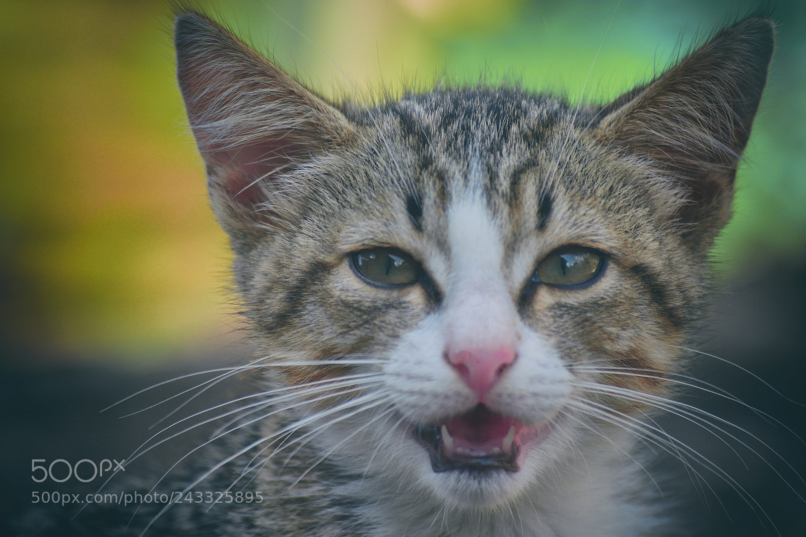Nikon D3400 sample photo. I won't bite :p photography