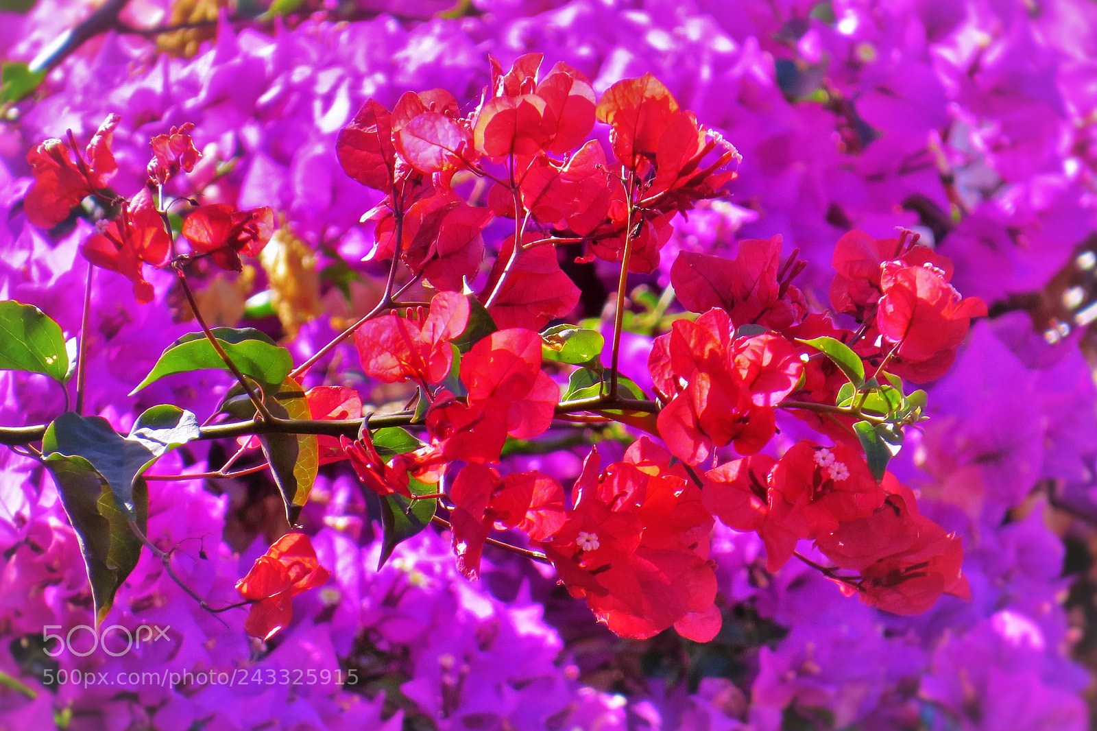 Canon PowerShot SX50 HS sample photo. Colorful flowers () photography
