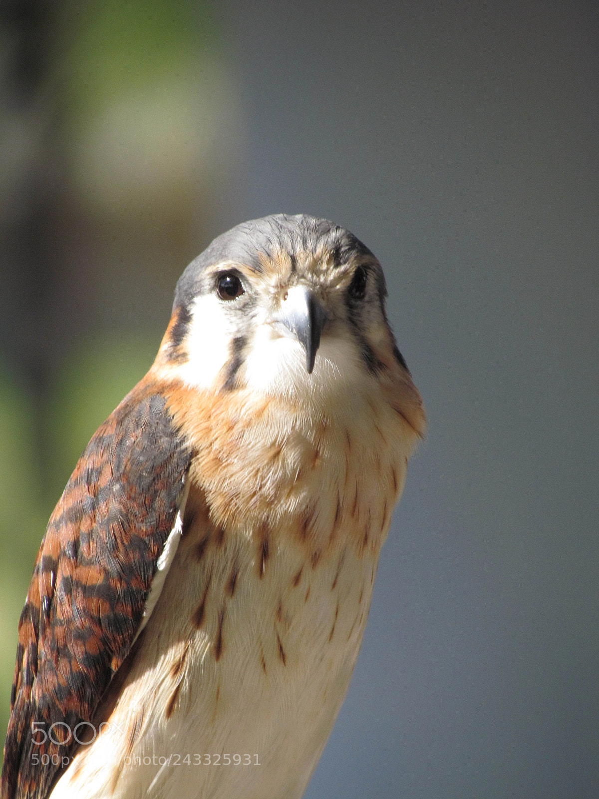 Canon PowerShot SX30 IS sample photo. Cuba : bird of prey photography