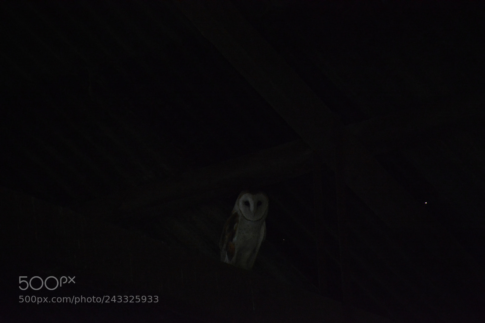 Nikon D7100 sample photo. Owl photography