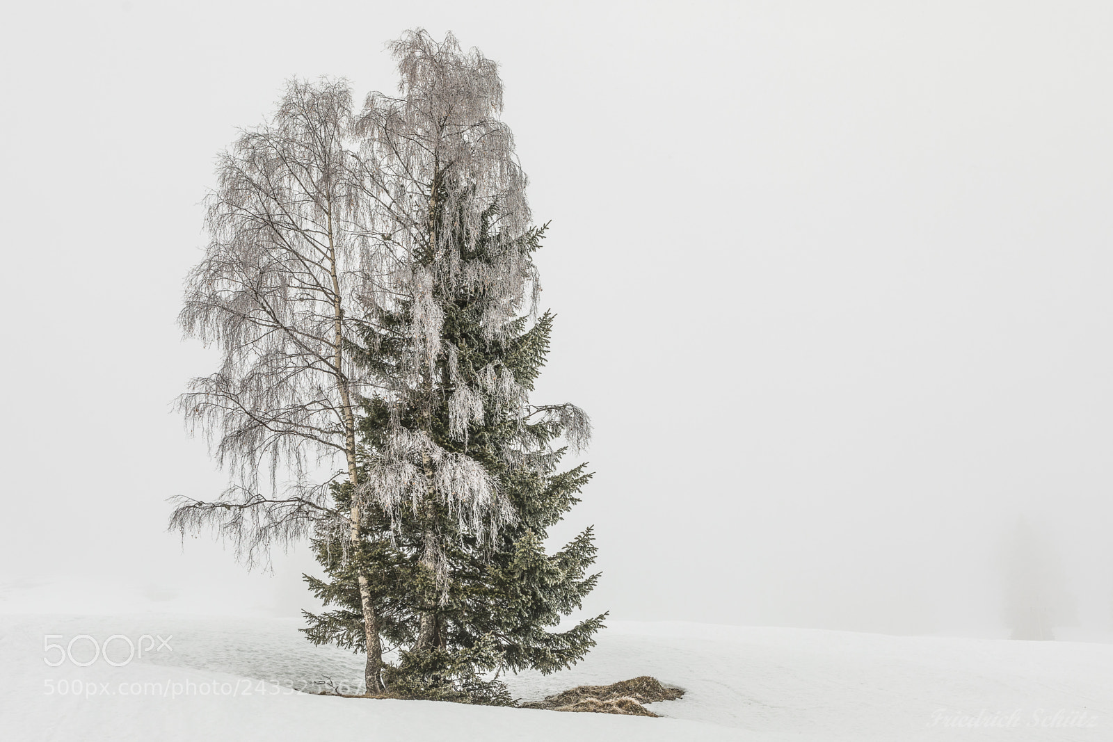 Canon EOS 5D Mark IV sample photo. Birke und fichte im photography