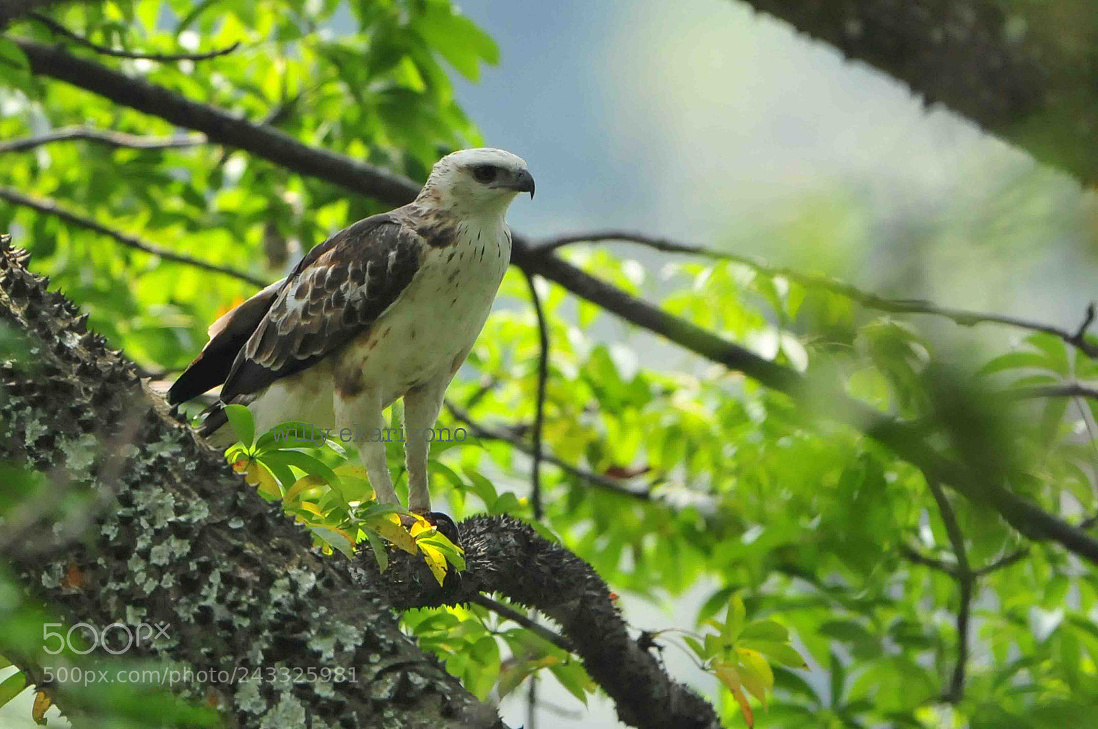 Nikon D300 sample photo. Brontok - spizaetus cirrhatus photography