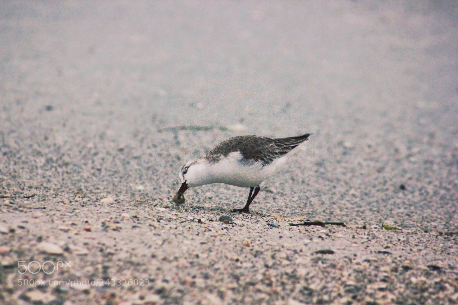 Canon EOS 550D (EOS Rebel T2i / EOS Kiss X4) sample photo. Sand piper photography