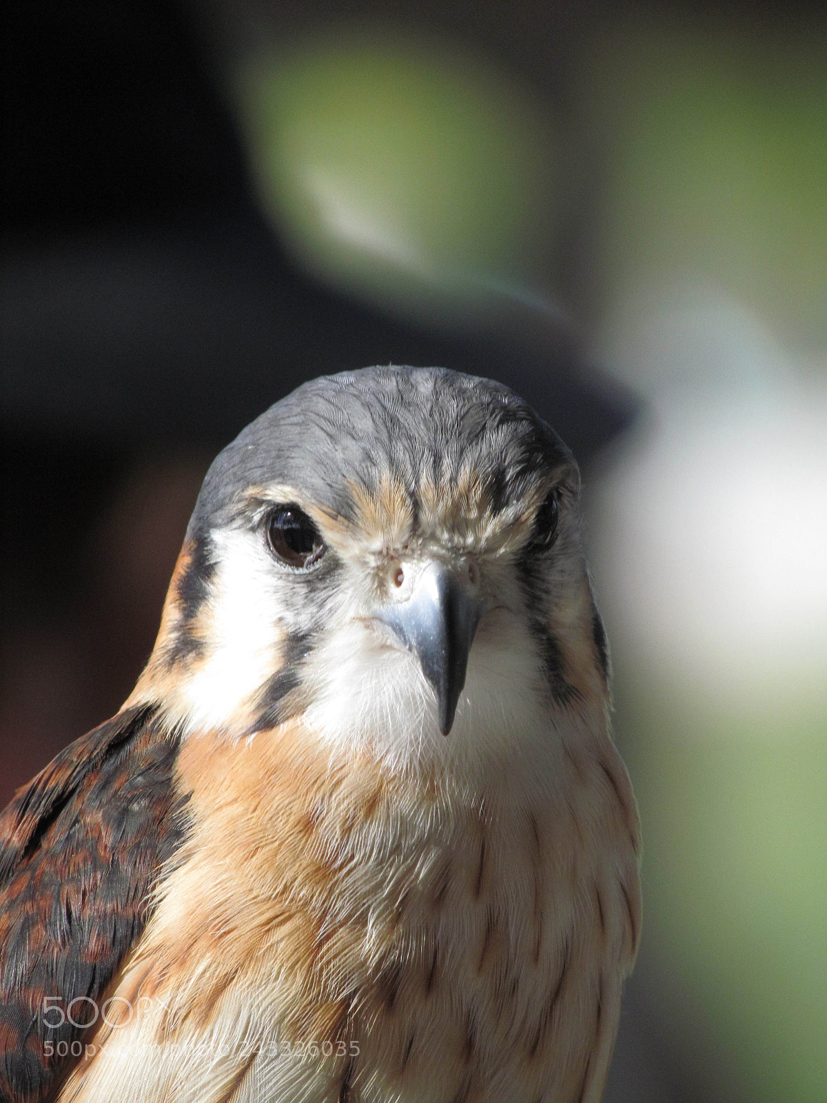 Canon PowerShot SX30 IS sample photo. Cuba : bird of prey photography