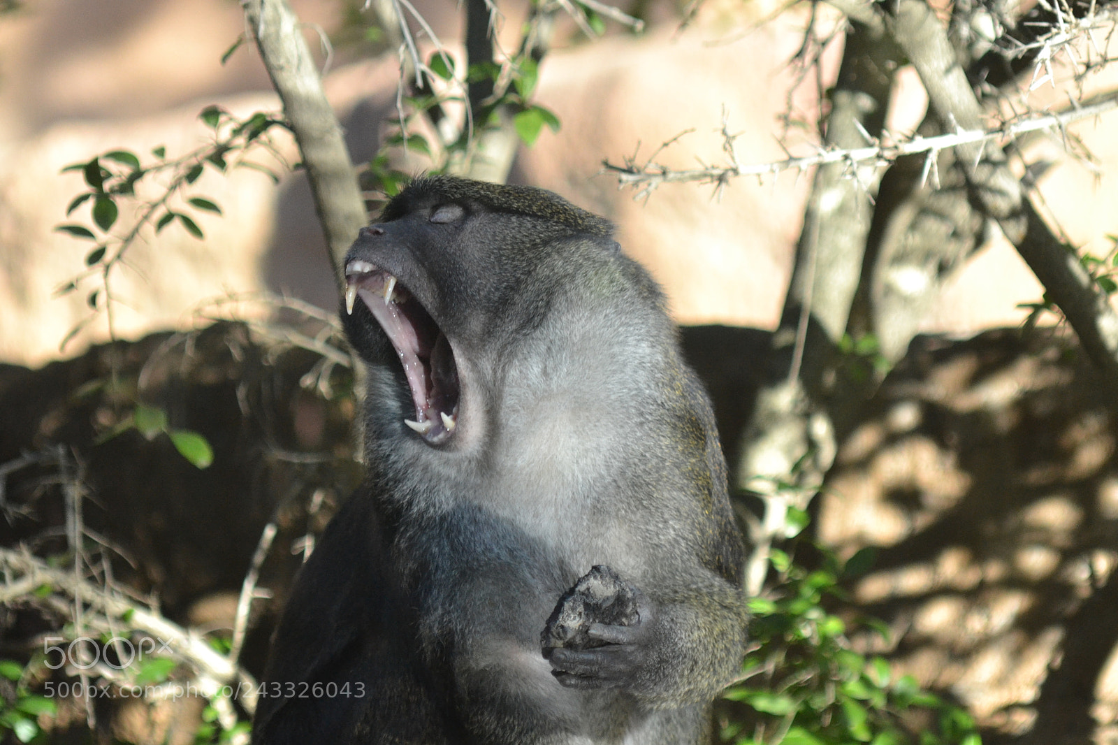 Nikon D3100 sample photo. Yawn photography