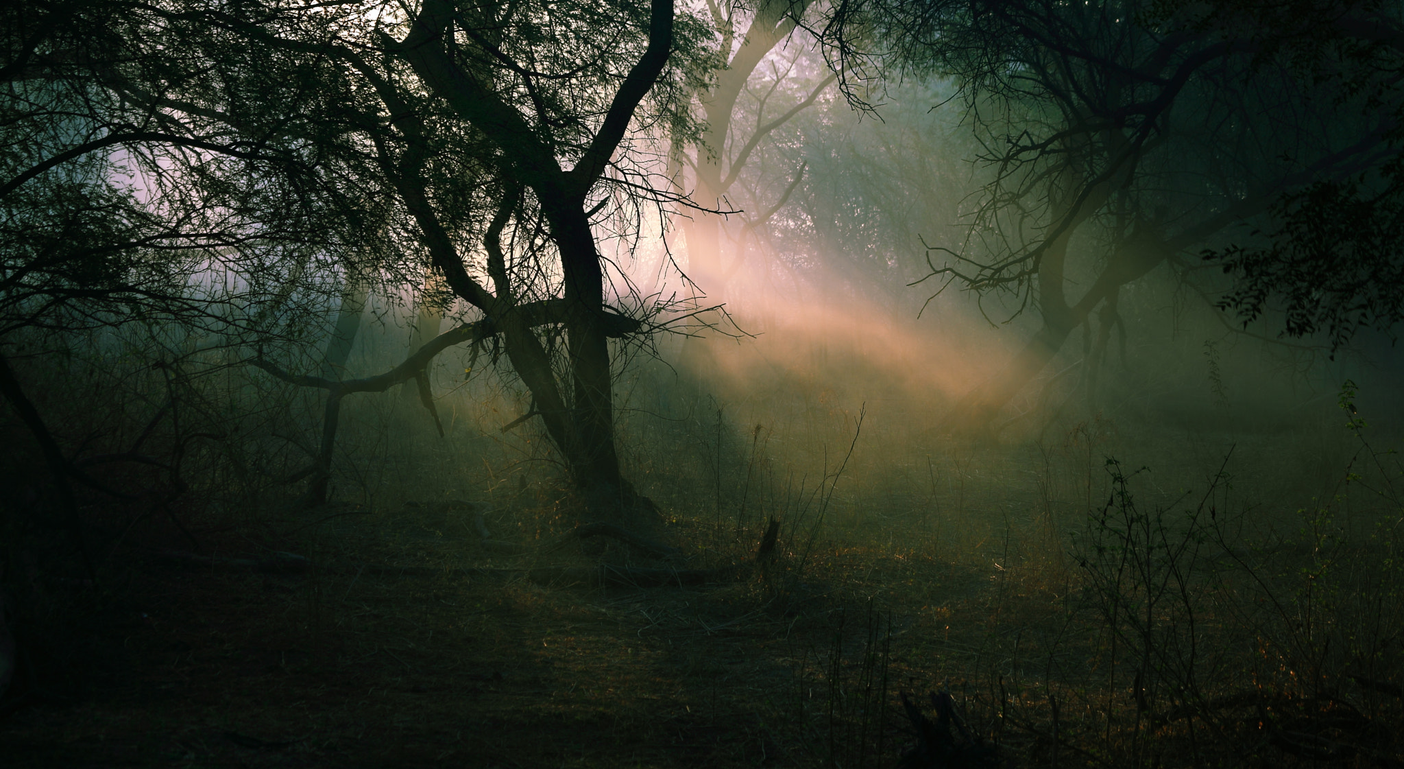 Canon EF 100-400mm F4.5-5.6L IS USM sample photo. Light through morning mist photography