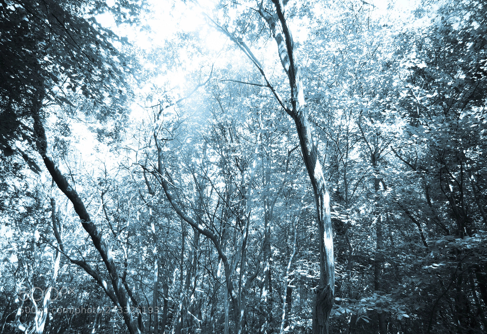 Canon PowerShot SX30 IS sample photo. Dappled wood photography