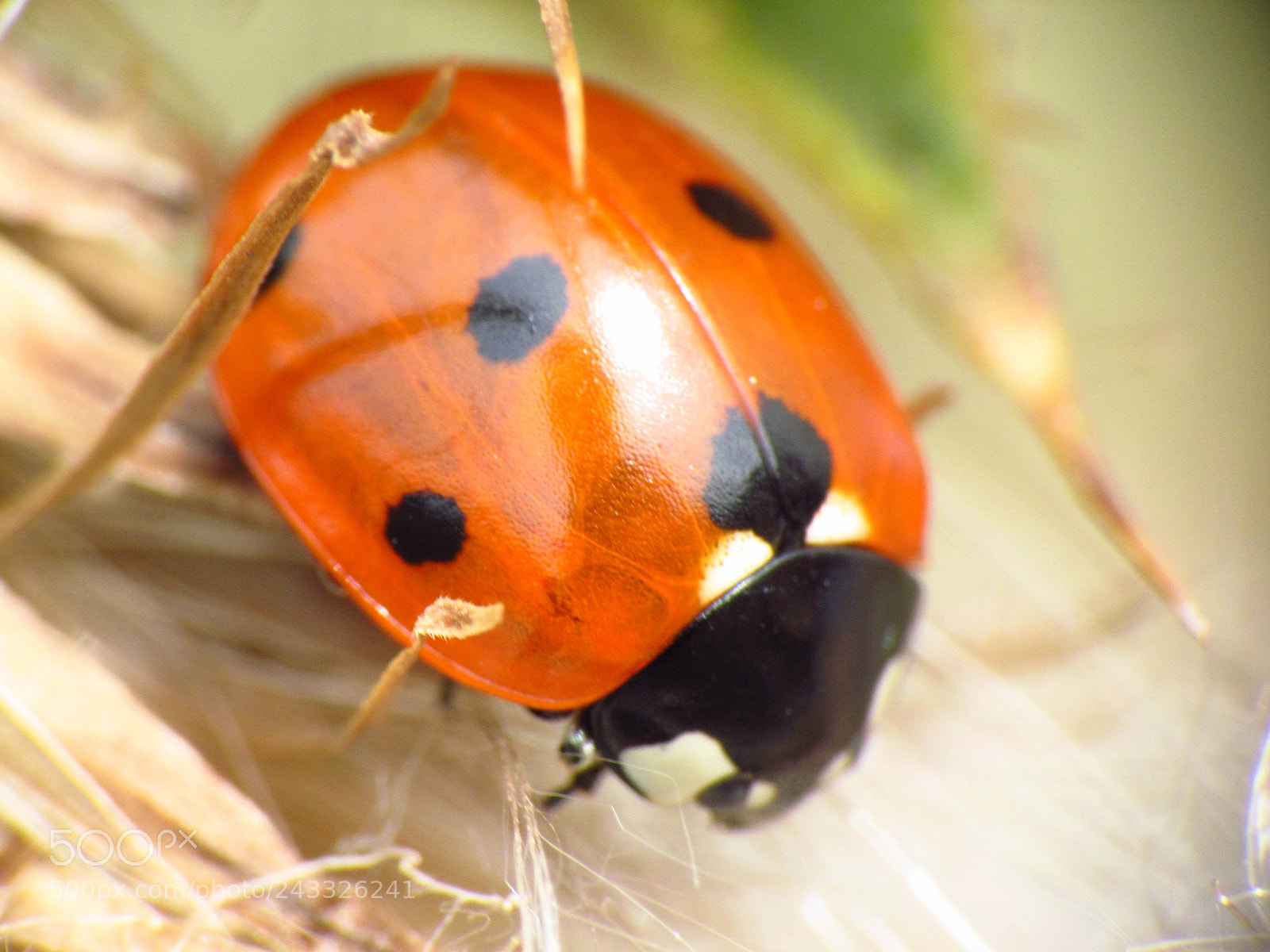 Canon PowerShot SX30 IS sample photo. Ladybird photography