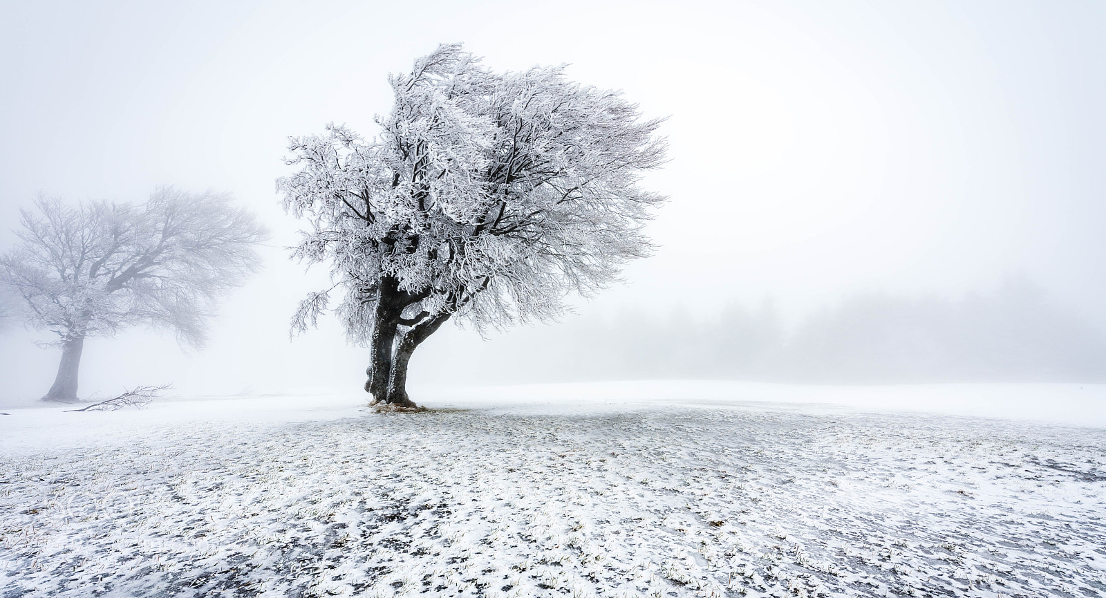 Nikon D810 sample photo. Frozen photography