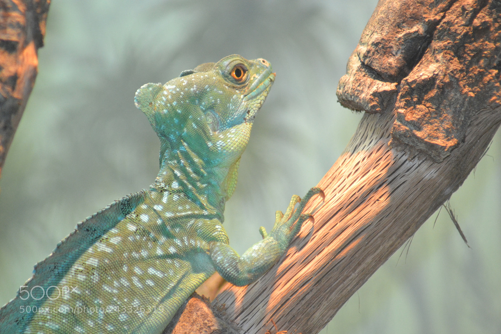 Nikon D3100 sample photo. Lizard photography