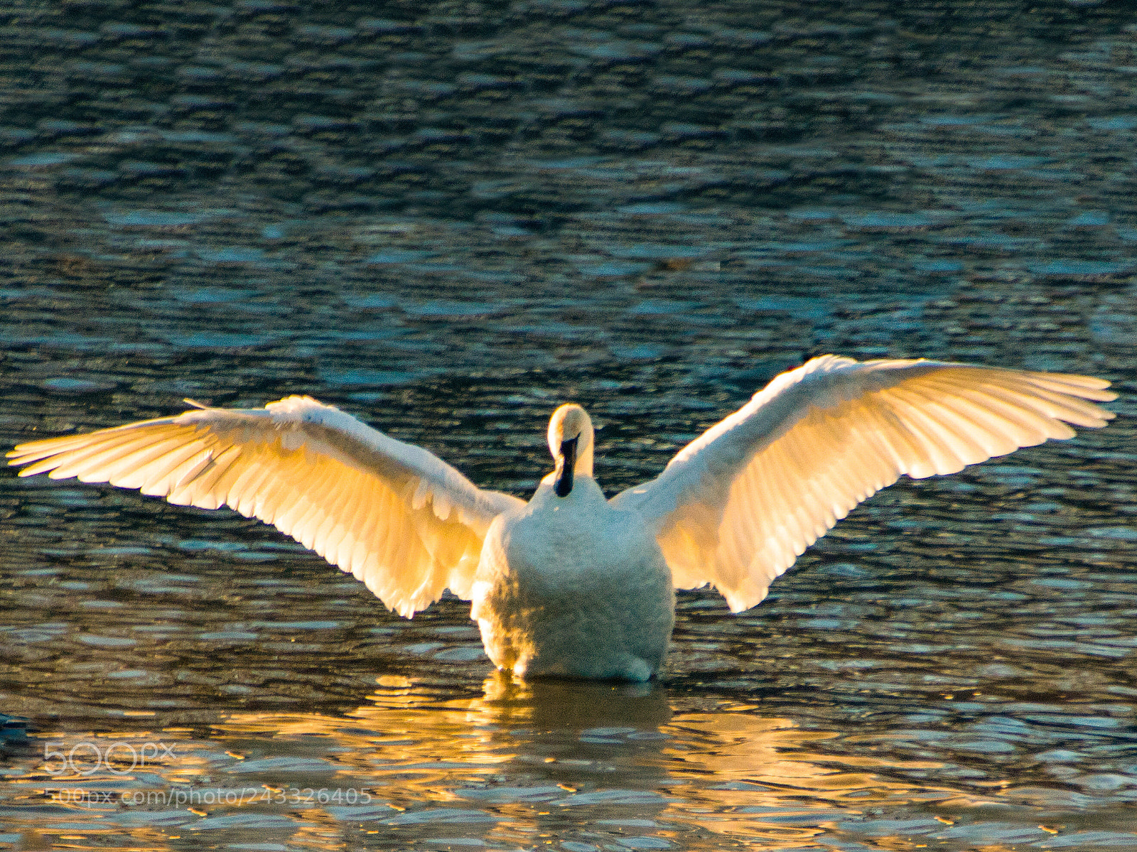 Nikon D3400 sample photo. Bright swan photography