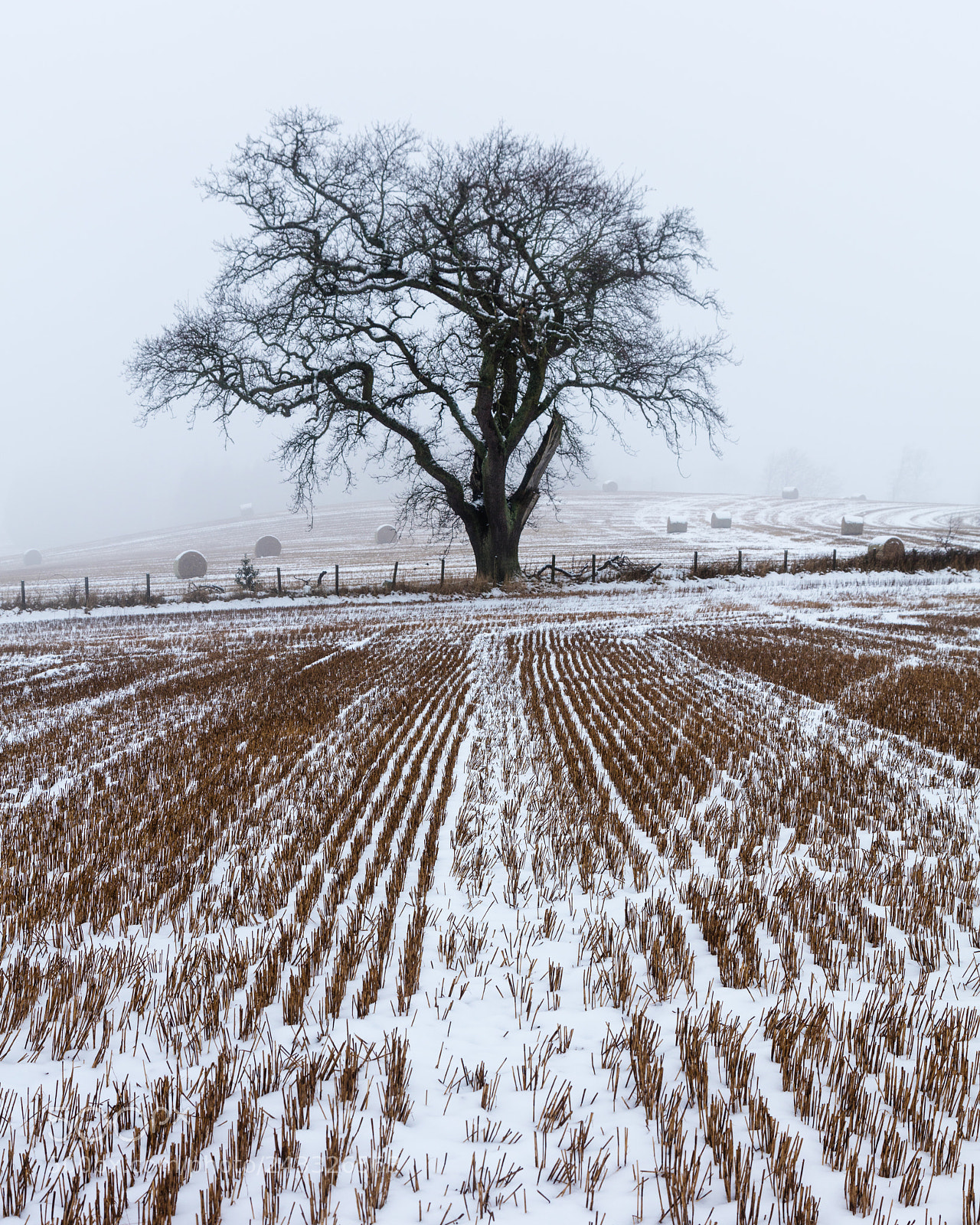 Canon EOS 5DS R sample photo. Winter harvest photography