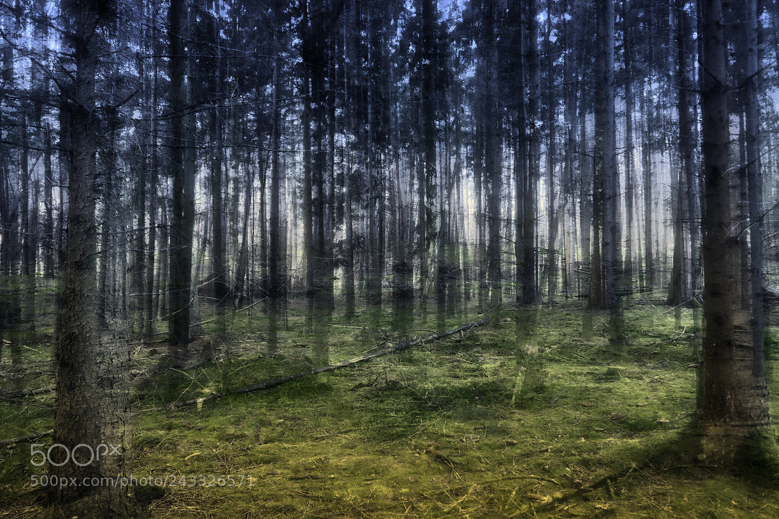 Fujifilm X-T20 sample photo. Ghost in the woods photography