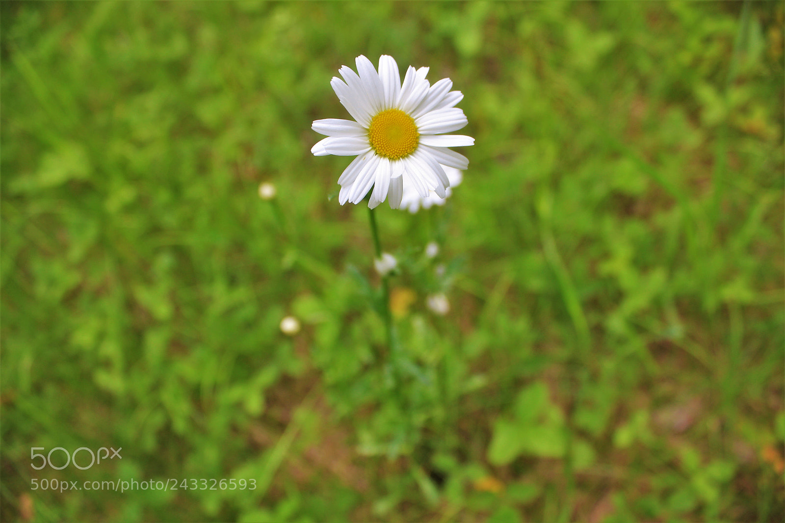 Canon EOS 550D (EOS Rebel T2i / EOS Kiss X4) sample photo. Daisy photography