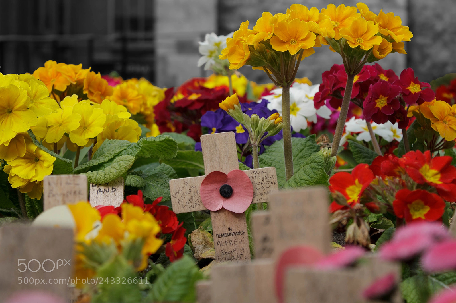 Canon EOS 1100D (EOS Rebel T3 / EOS Kiss X50) sample photo. Remebrance photography