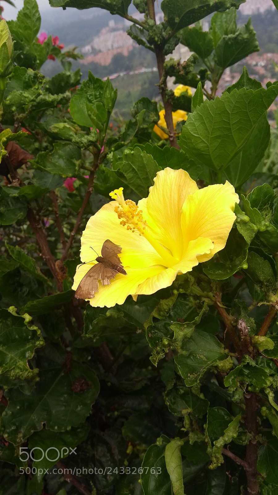 Motorola Moto G (5th Gen) sample photo. Untitled photography