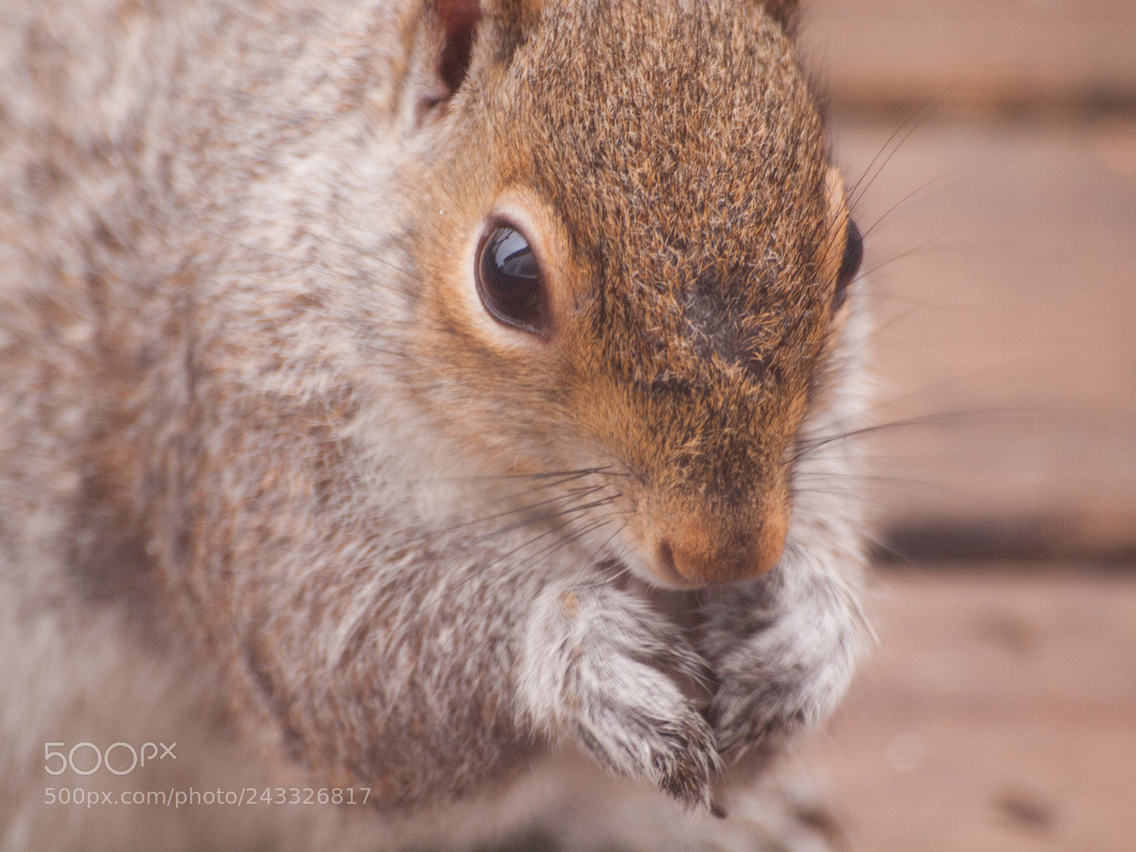 Olympus E-620 (EVOLT E-620) sample photo. Nibbling squirrel photography