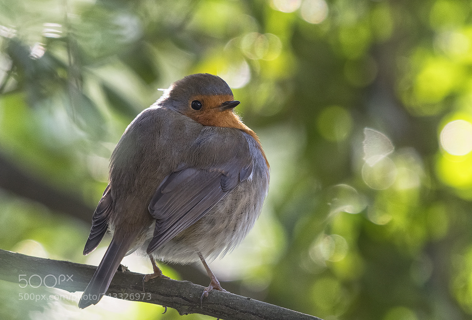 Nikon D500 sample photo. Robin photography
