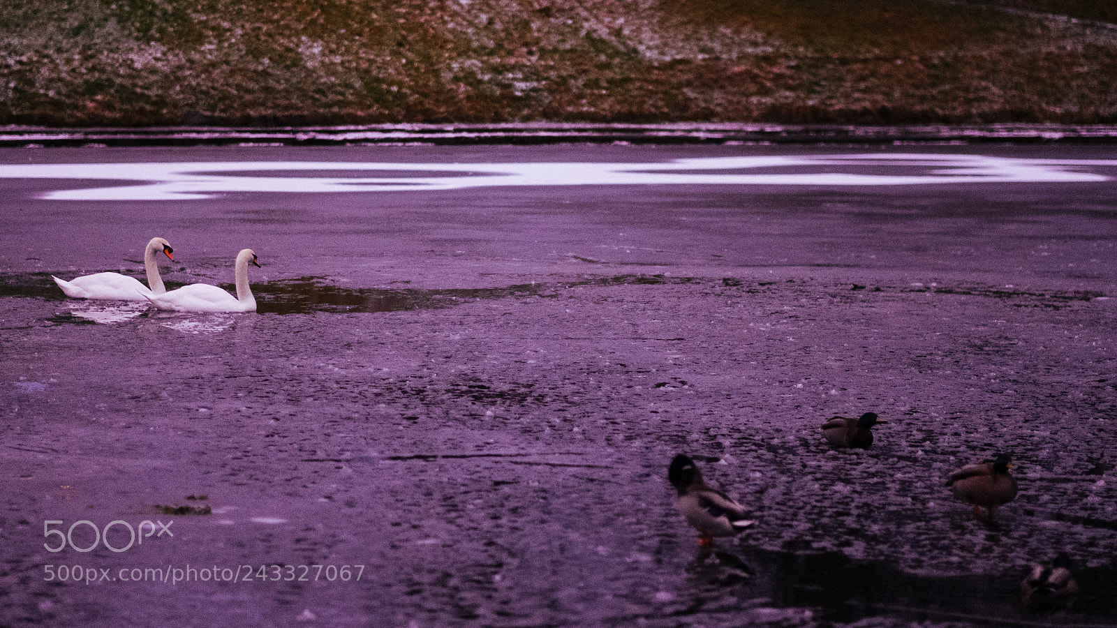 Fujifilm X-E2 sample photo. Purple lovers photography