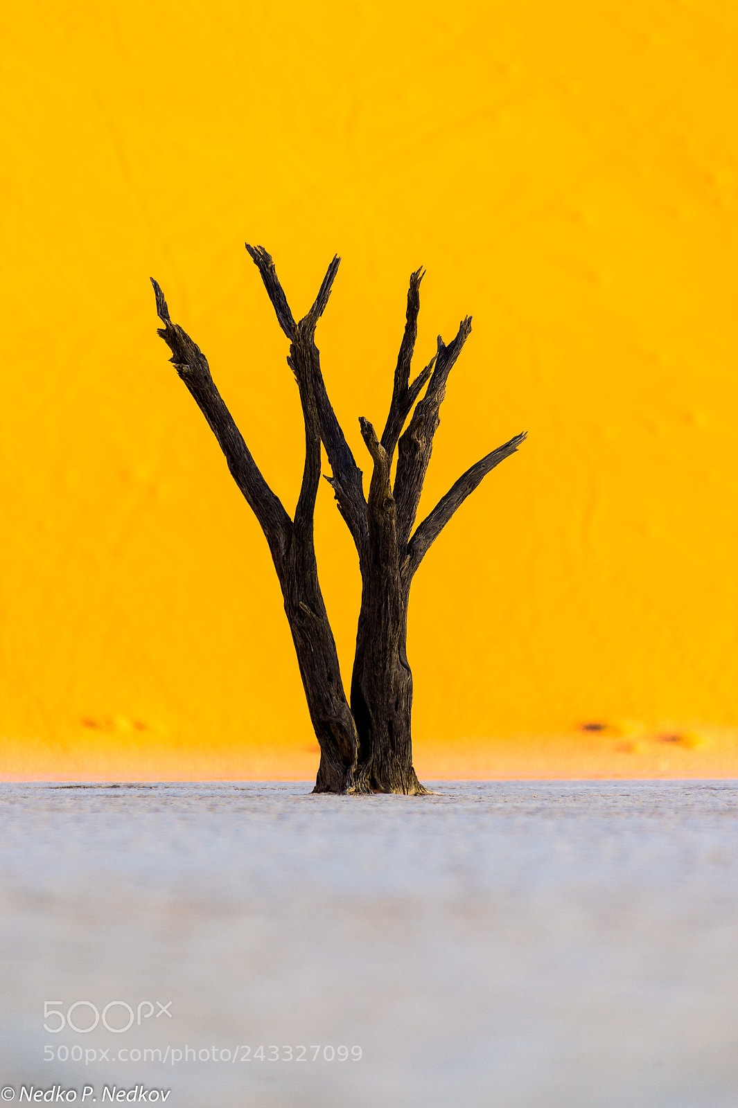 Nikon D4S sample photo. Dead acacia tree photography