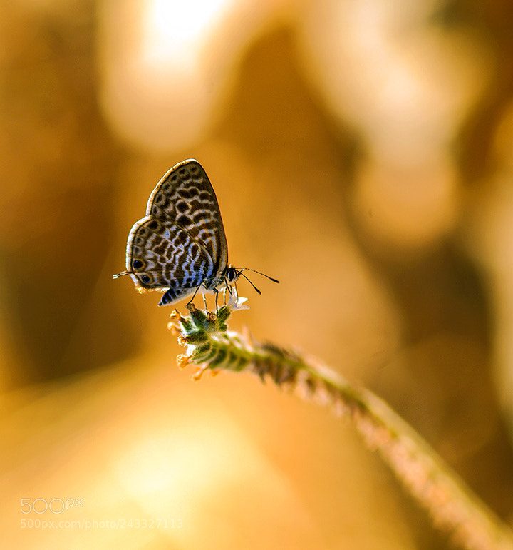 Pentax K20D sample photo. Buterfly photography