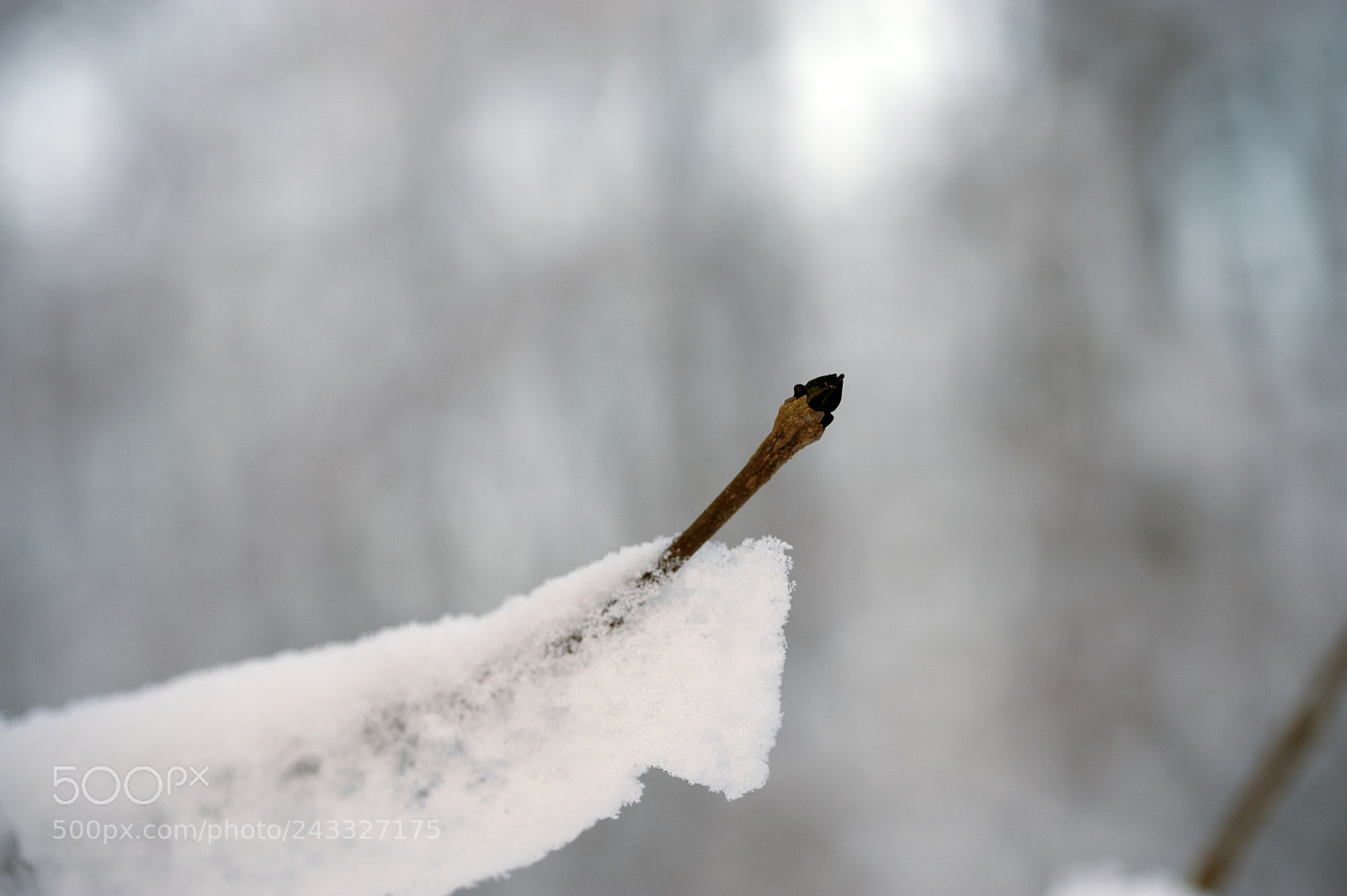 Nikon D700 sample photo. I will survive! photography