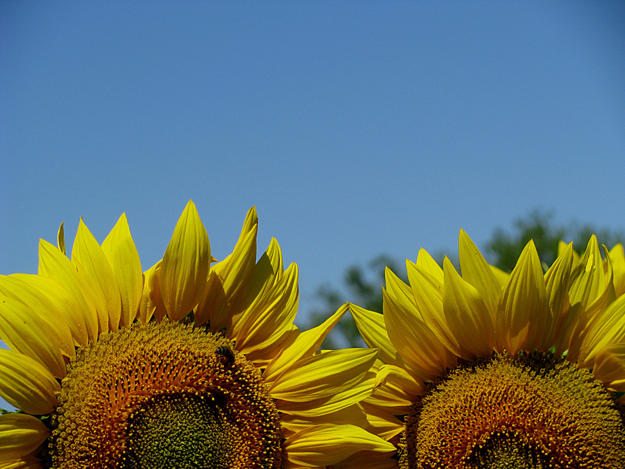 Canon POWERSHOT SX100 IS sample photo. Sunflowers photography