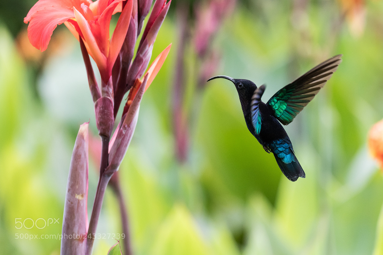 Canon EOS 7D Mark II sample photo. Hummingbird flying photography