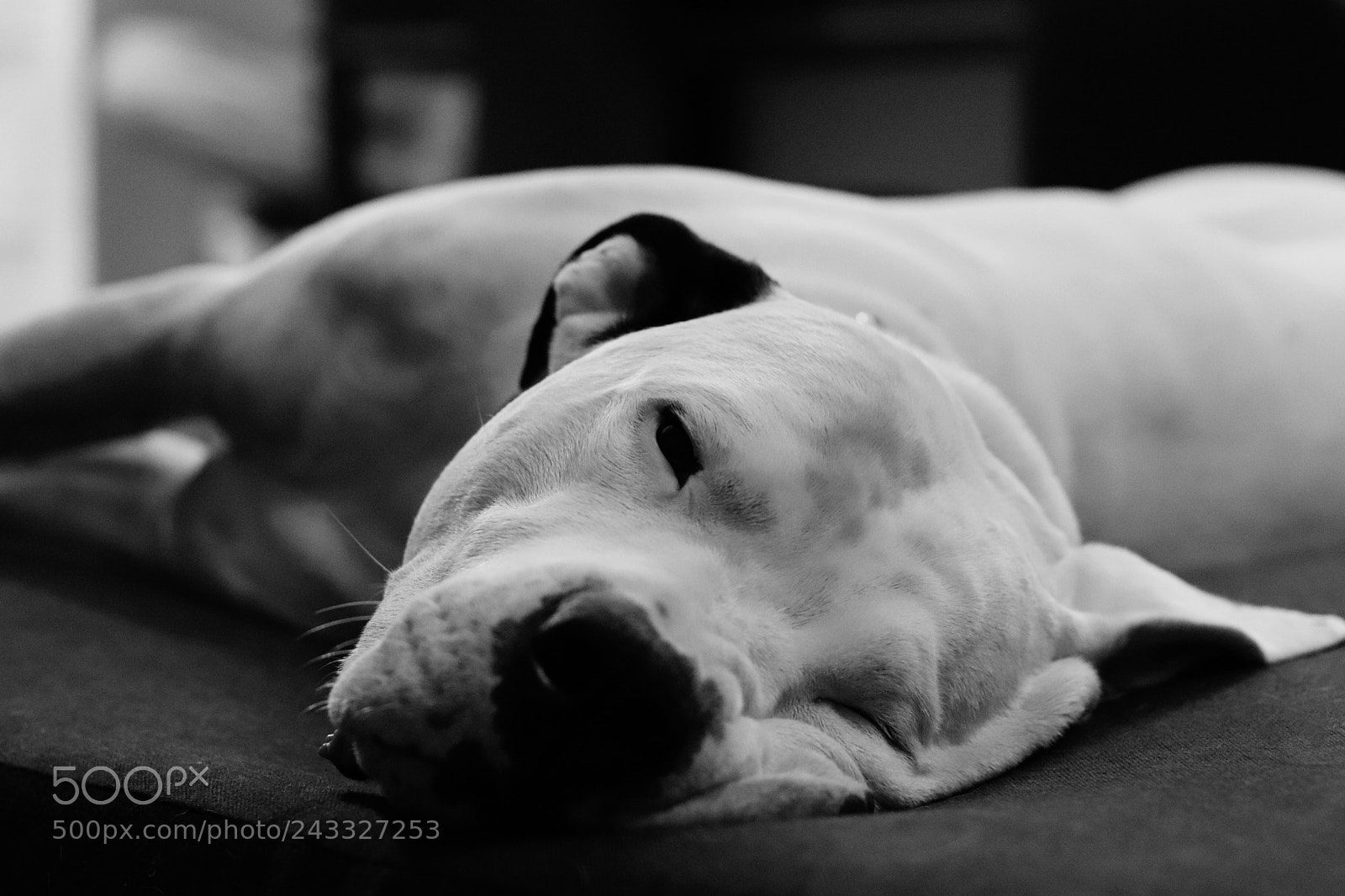 Canon EOS 77D (EOS 9000D / EOS 770D) + Canon EF 50mm F1.8 STM sample photo. Beast photography