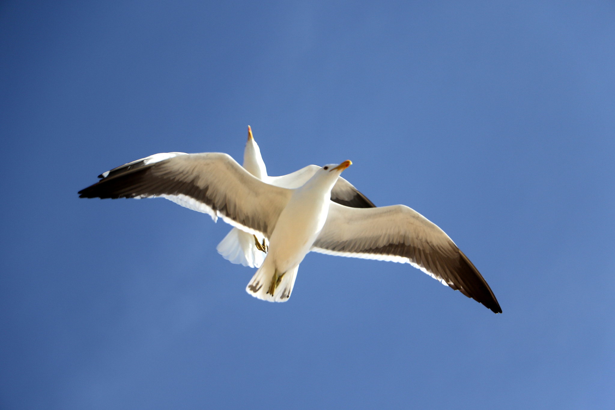 Canon EOS 7D Mark II sample photo. Gaivotas photography