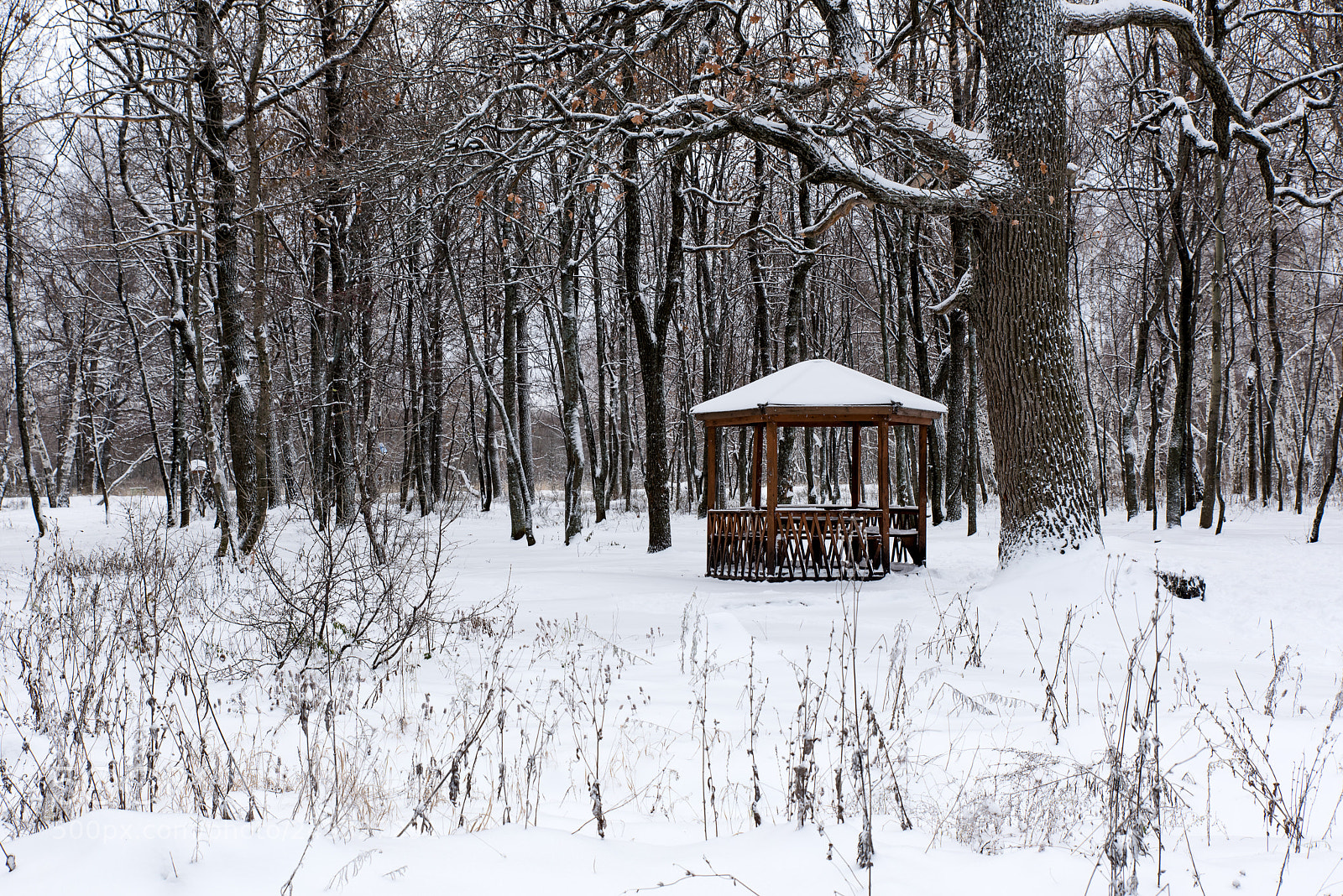 Nikon D810 sample photo. Arbor in the snow-covered photography