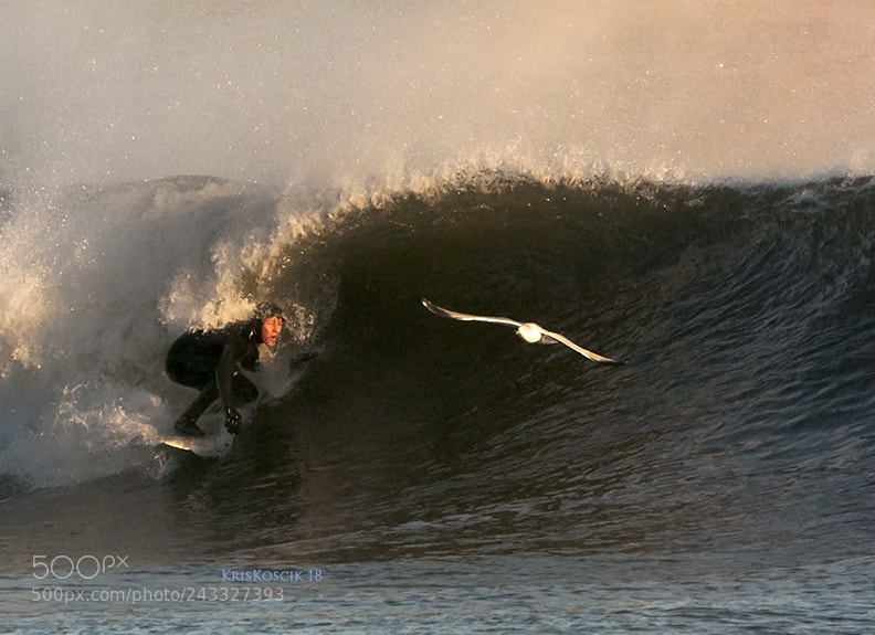 Nikon D300S sample photo. Surfer and bird photography